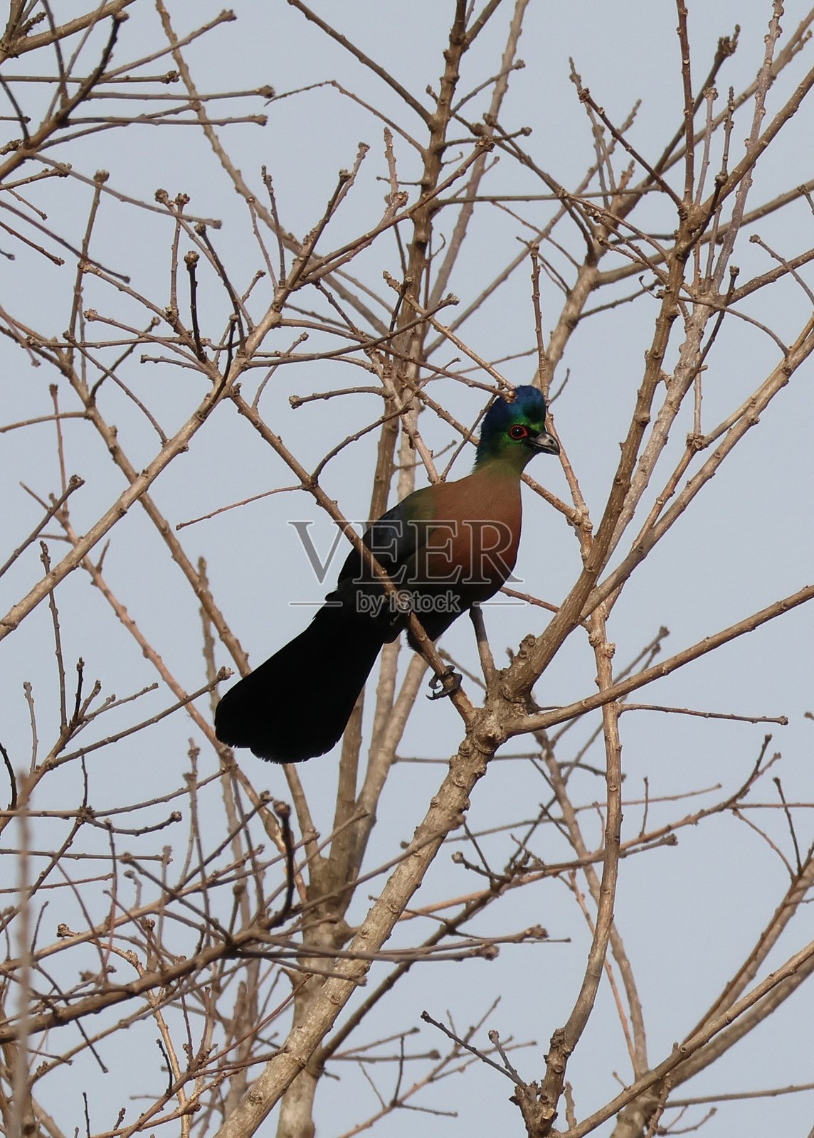 野生紫冠鹦鹉照片摄影图片