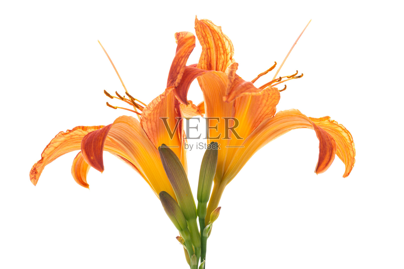 带有红色色调的橙色花园百合照片摄影图片