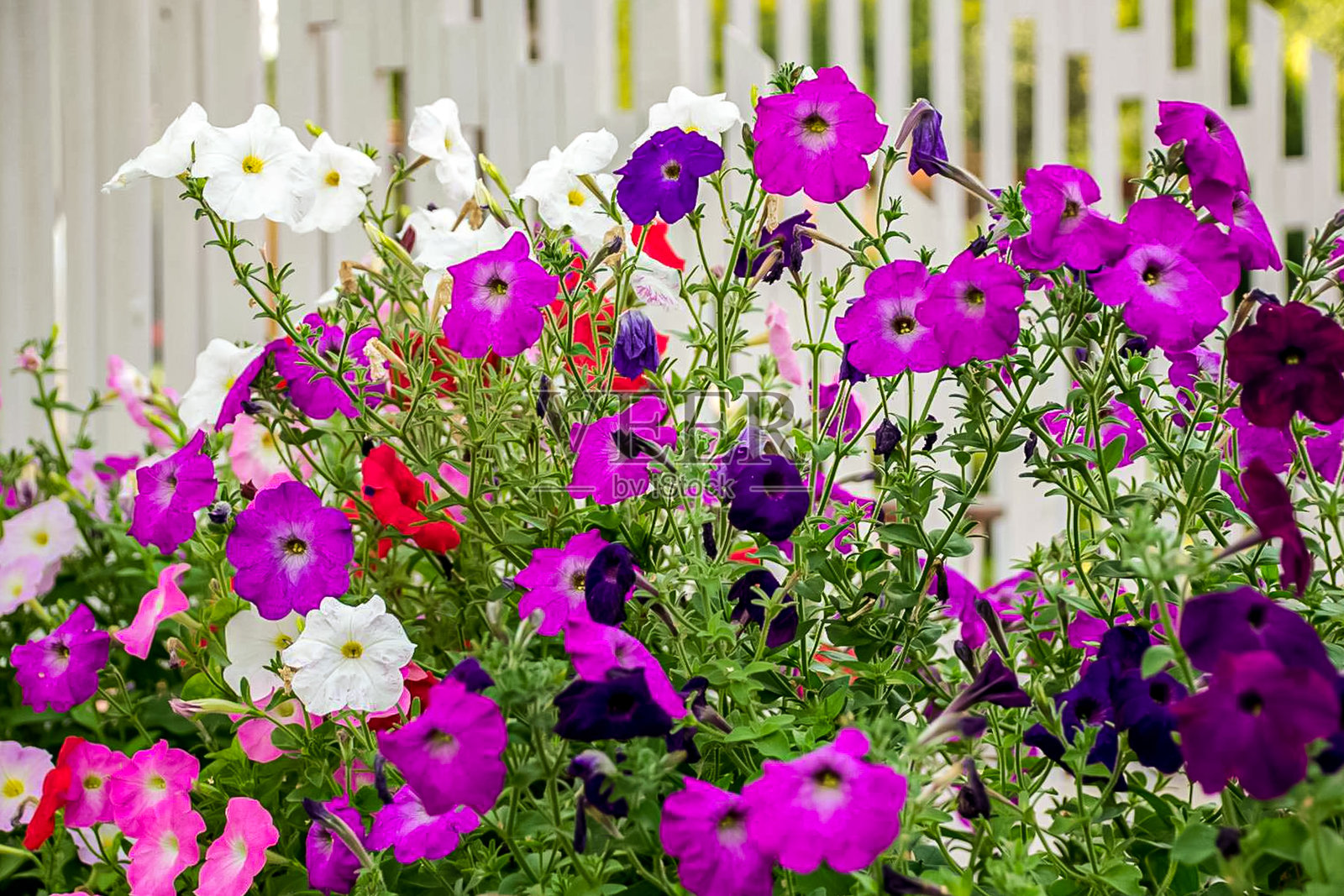 生机勃勃的夏季花园场景，五彩缤纷的矮牵牛花盛开。照片摄影图片