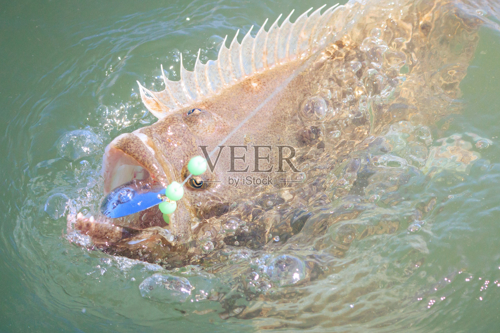 钩住的比目鱼照片摄影图片