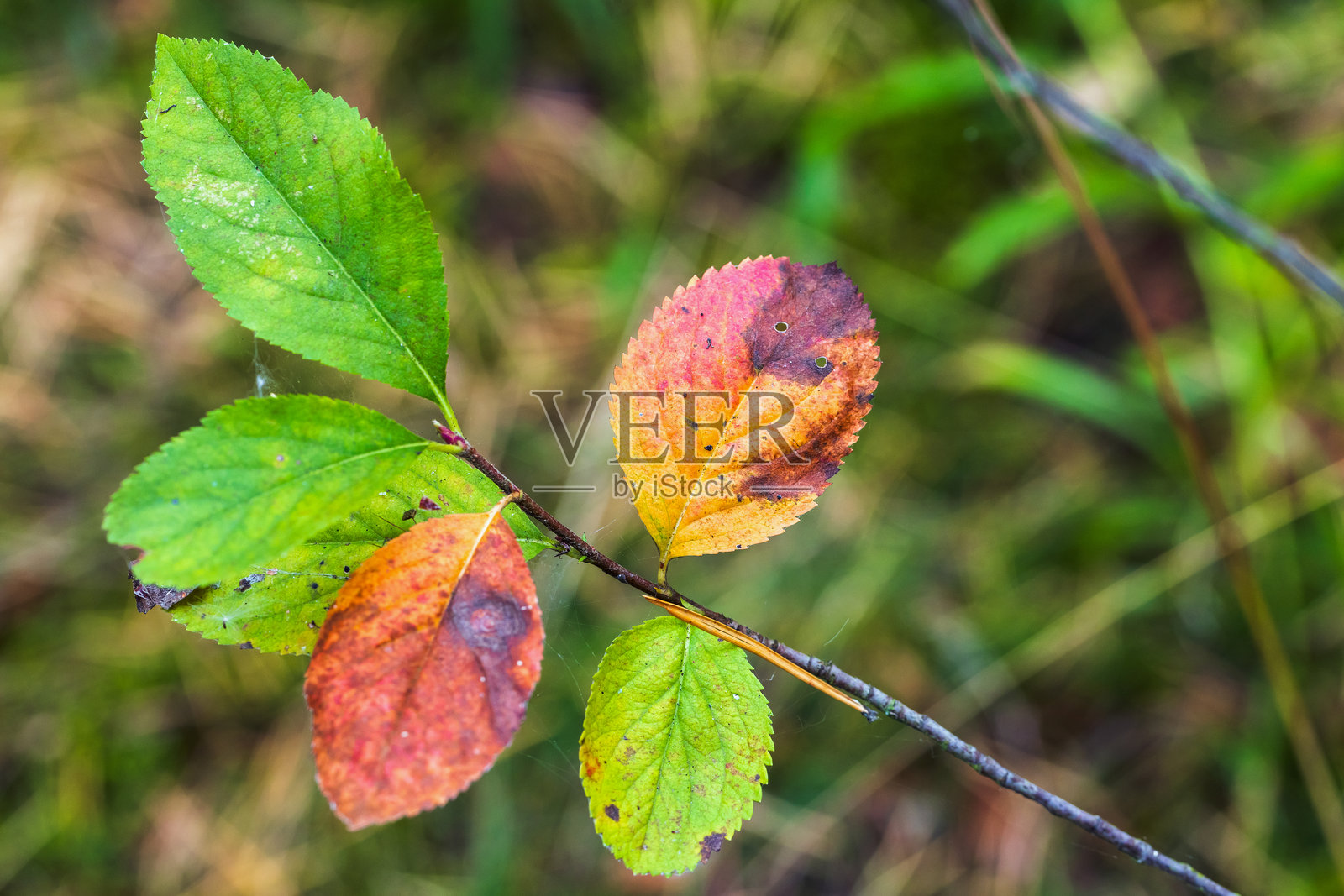 生动的秋叶展示出绿色、黄色和橙色的色调照片摄影图片