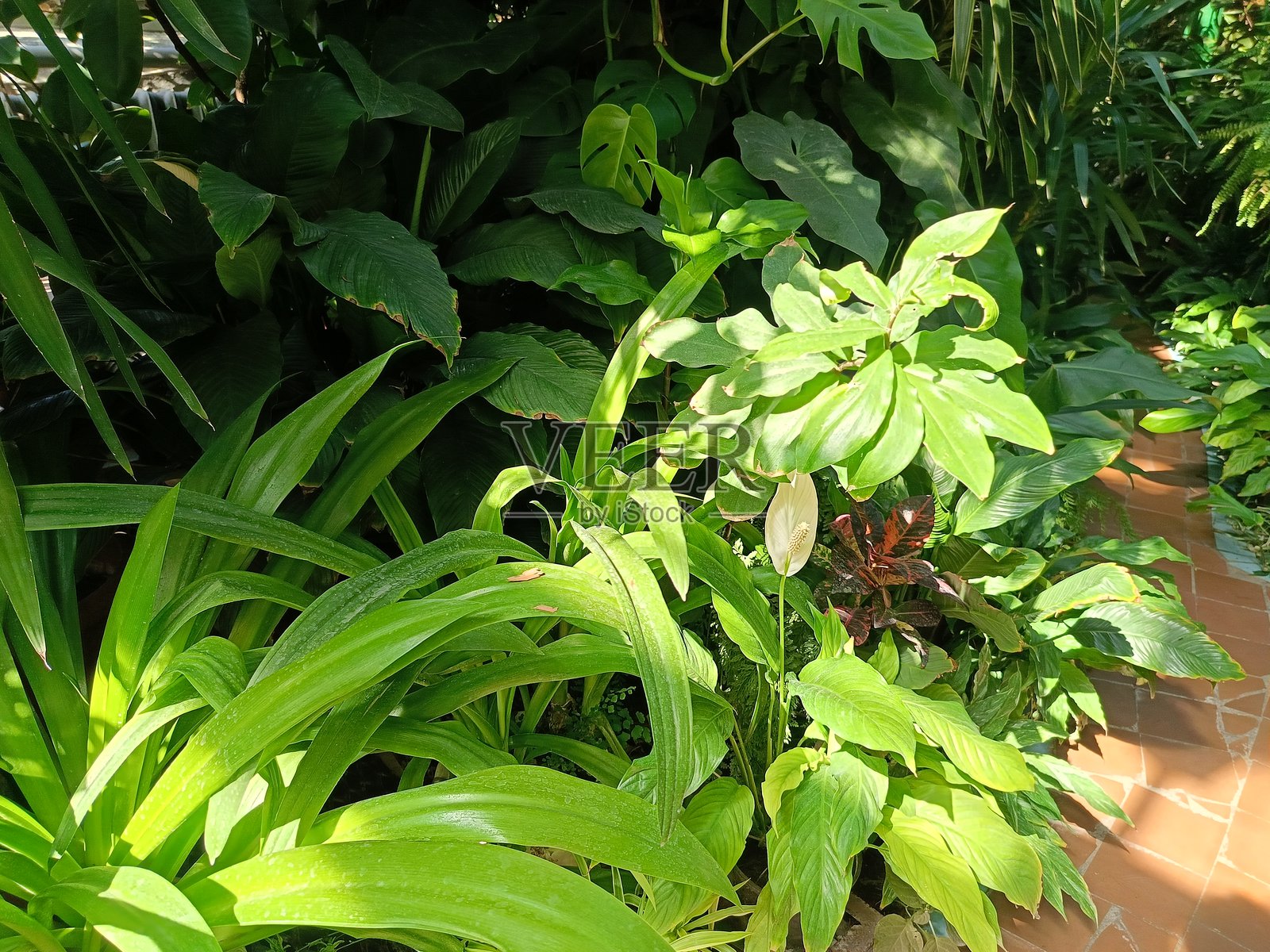 温室中的各种热带植物照片摄影图片