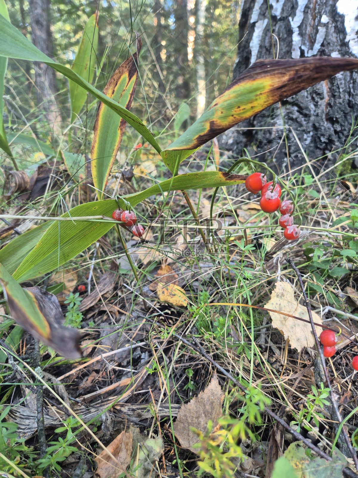 秋季森林中的铃兰果实照片摄影图片