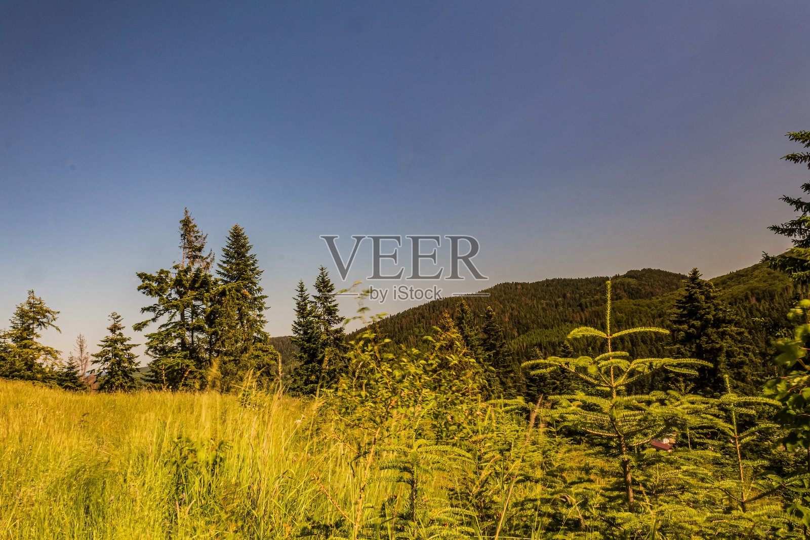 森林，喀尔巴阡山脉，自然照片 - 欧洲，东欧，罗马尼亚照片摄影图片