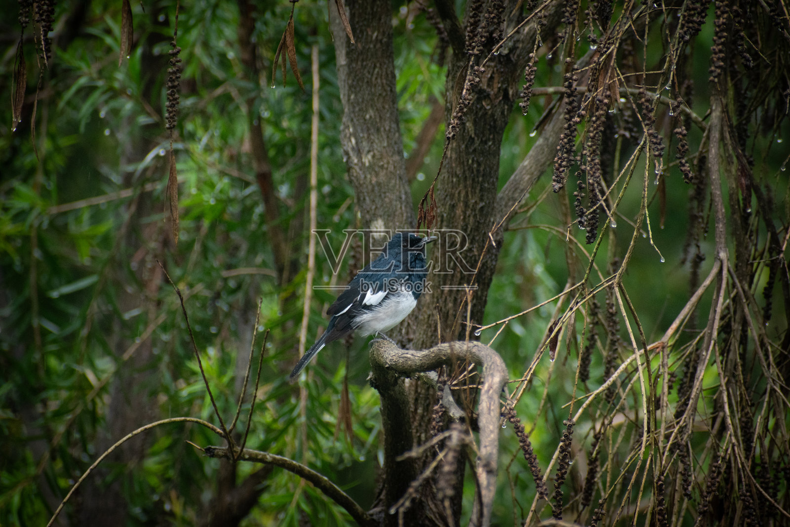 小型歌鸟东方鹊鸲在户外栖息照片摄影图片