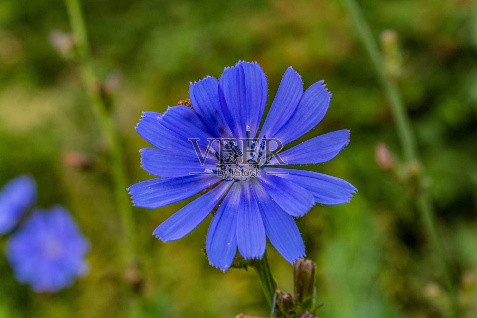 宏观摄影，动物，自然，欧洲，东欧，罗马尼亚照片摄影图片