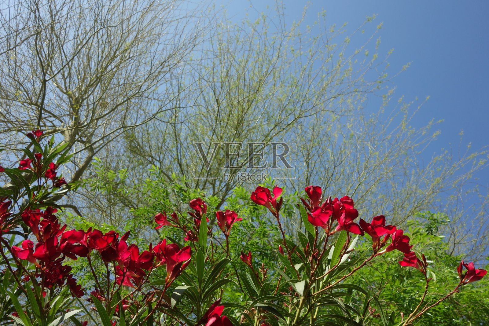 红夹竹桃在蓝天的映衬下低垂照片摄影图片