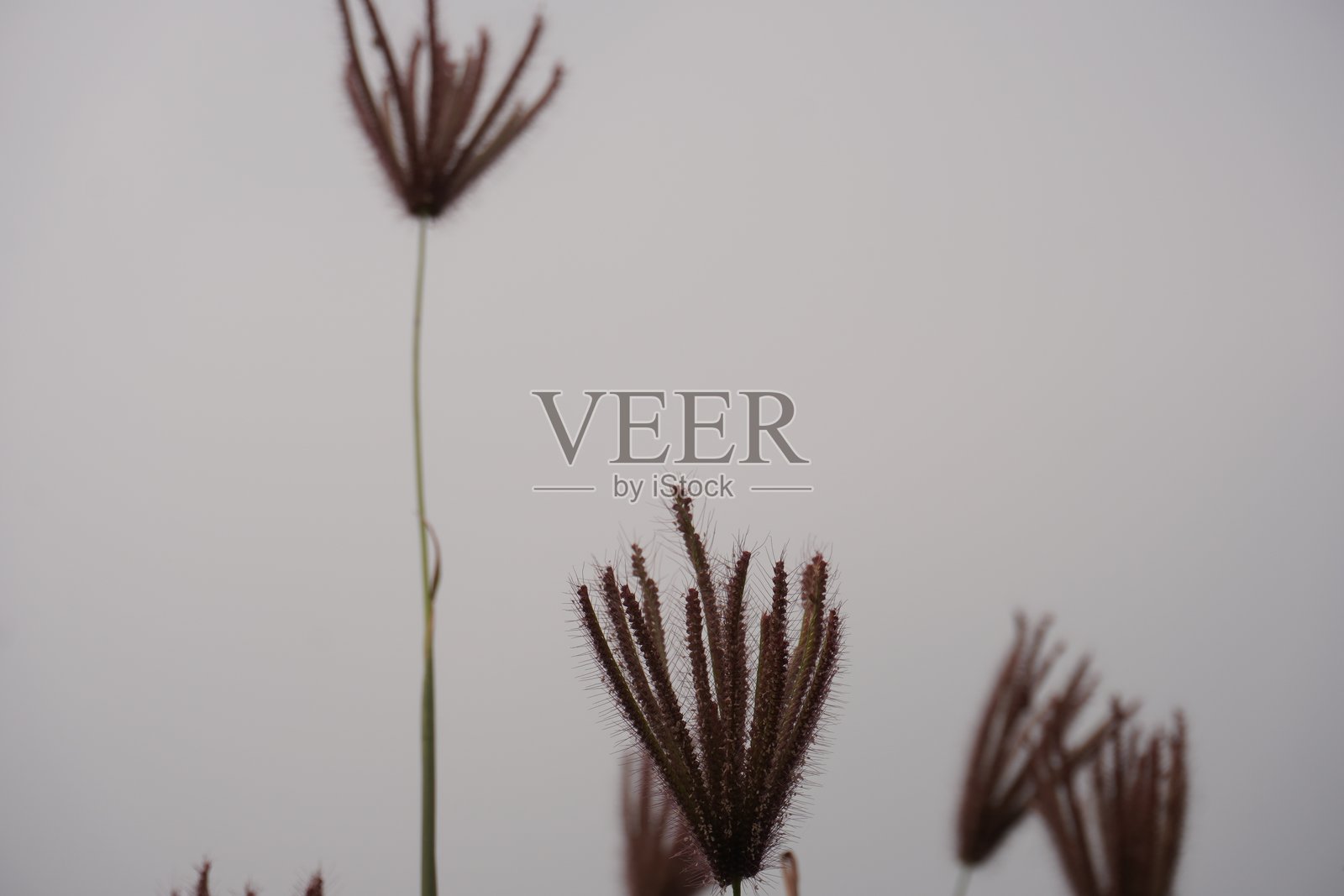 羽毛状的罗德草在风中轻轻摇摆。照片摄影图片