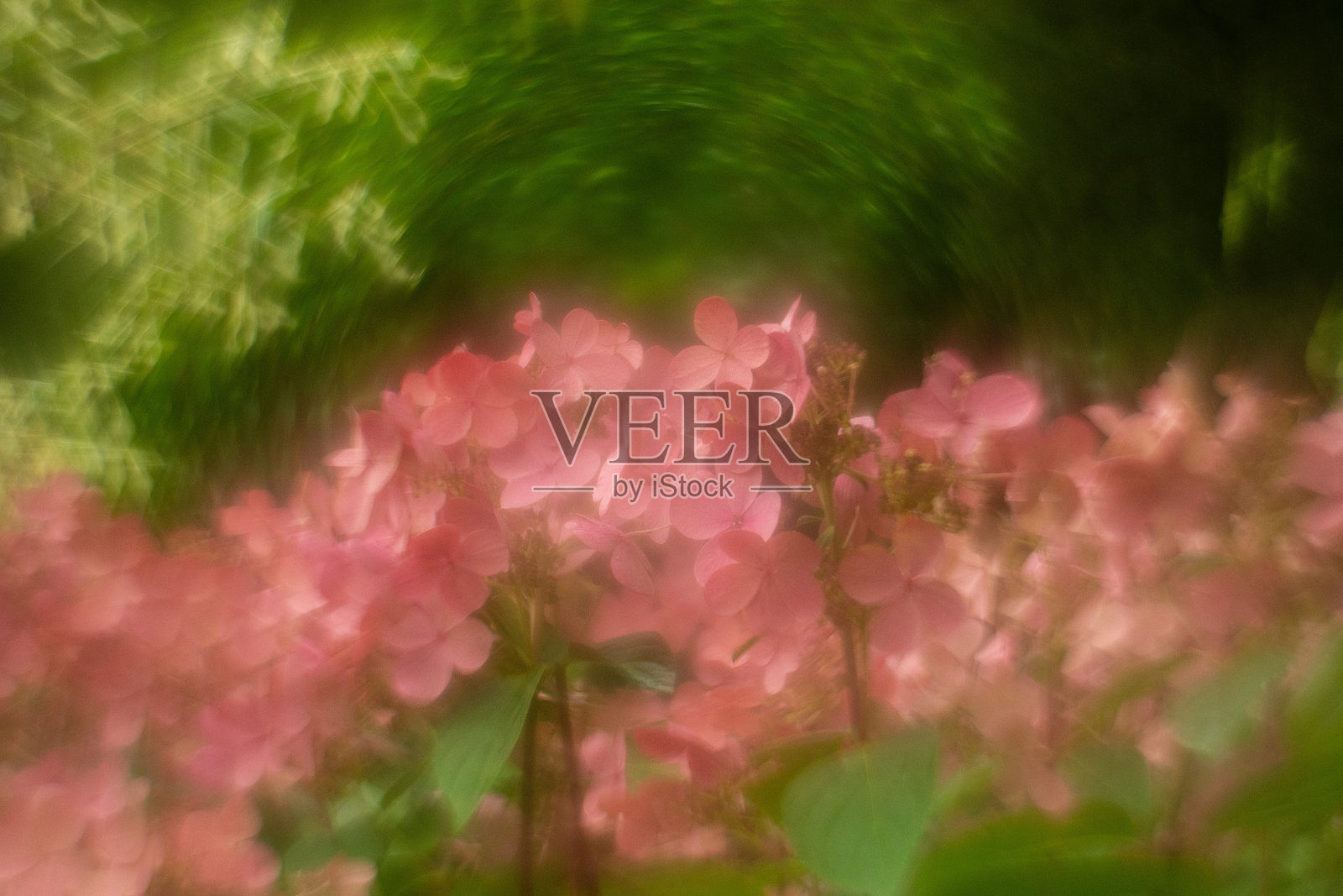 绣球花照片摄影图片