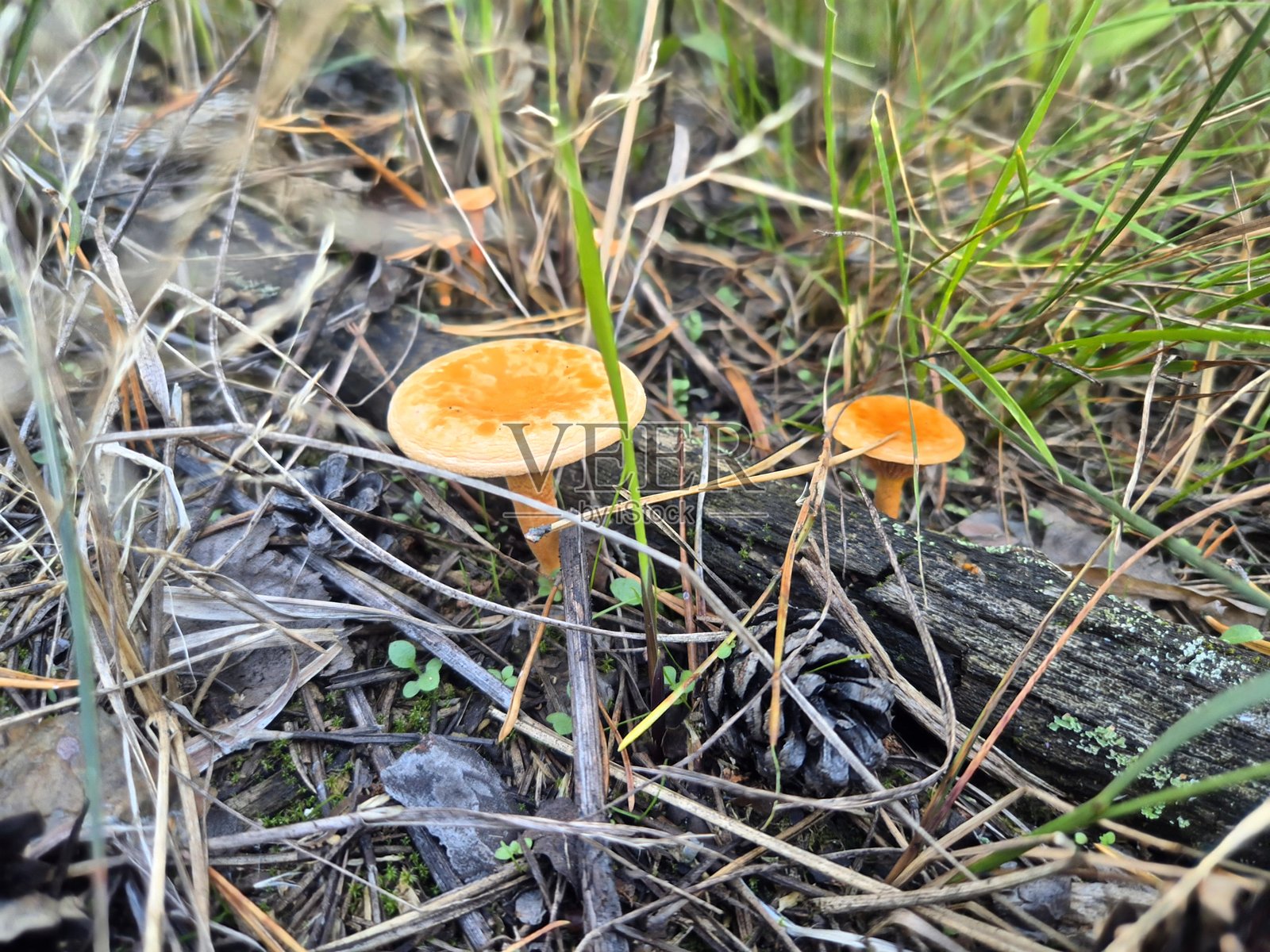 秋季森林中的假鸡油菌照片摄影图片