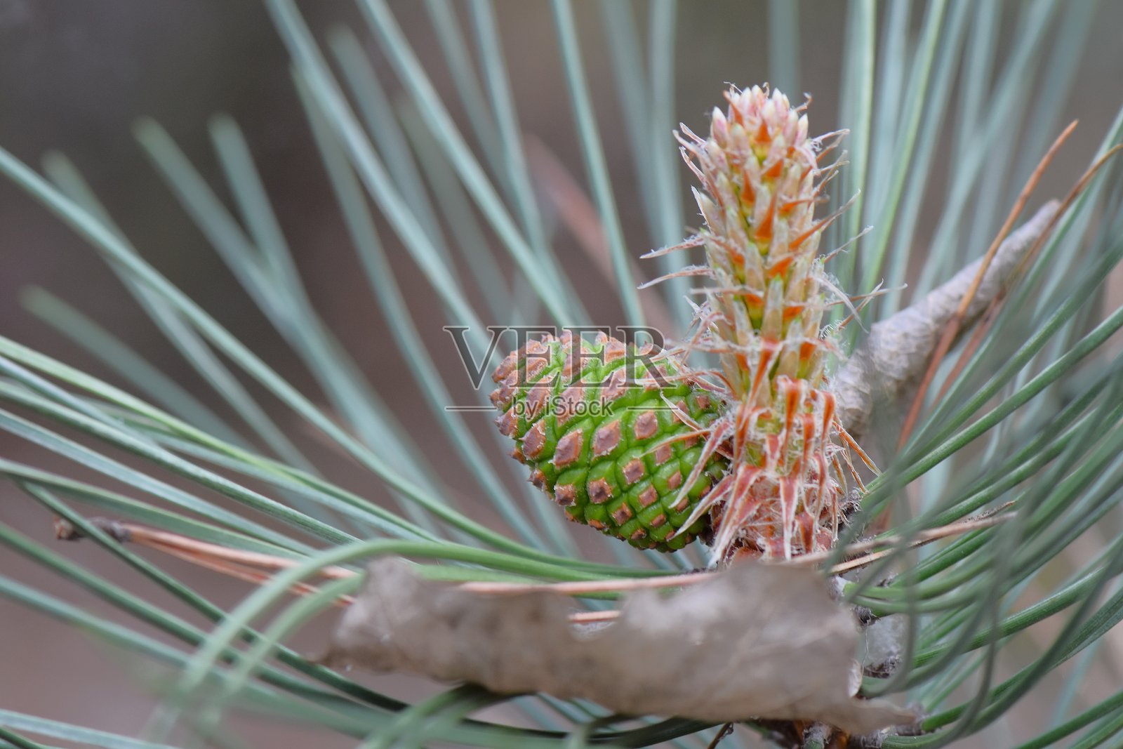 松枝上带有年轻绿色松果的特写，背景模糊照片摄影图片