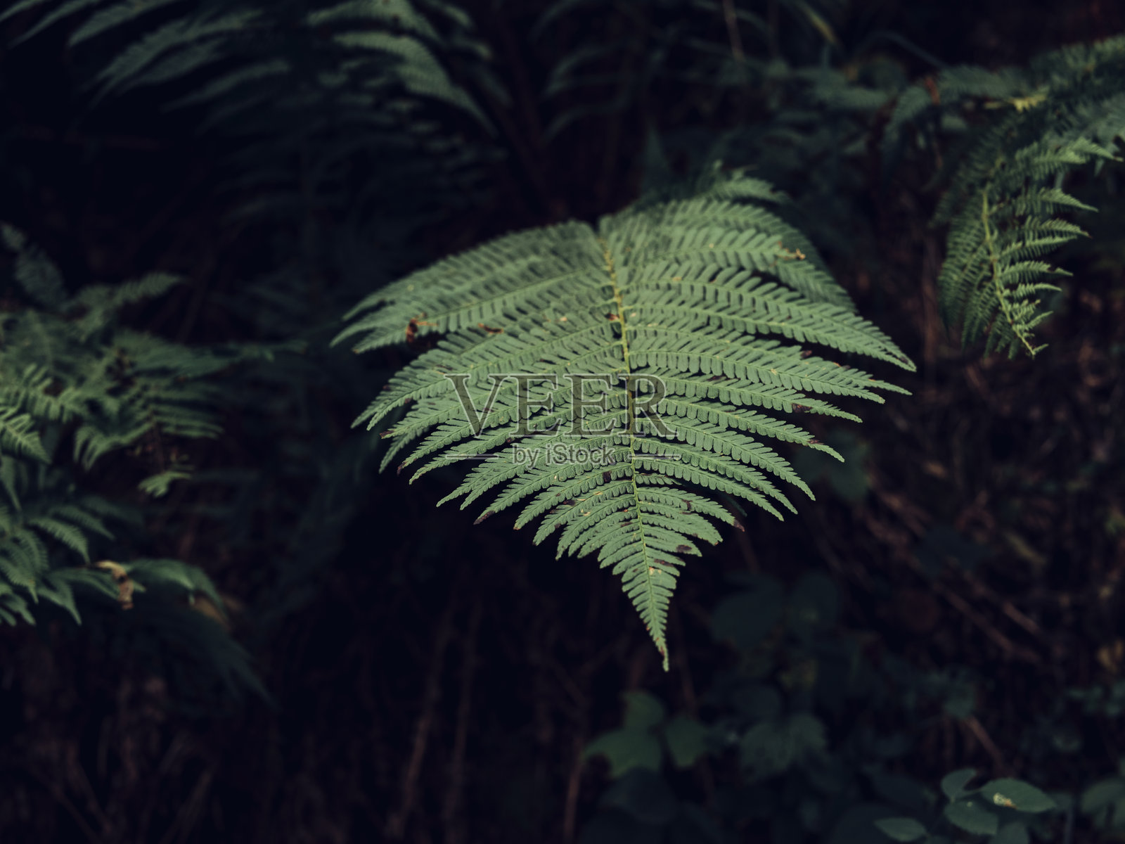 海洋阿尔卑斯山下阴影中的蕨类植物叶子照片摄影图片