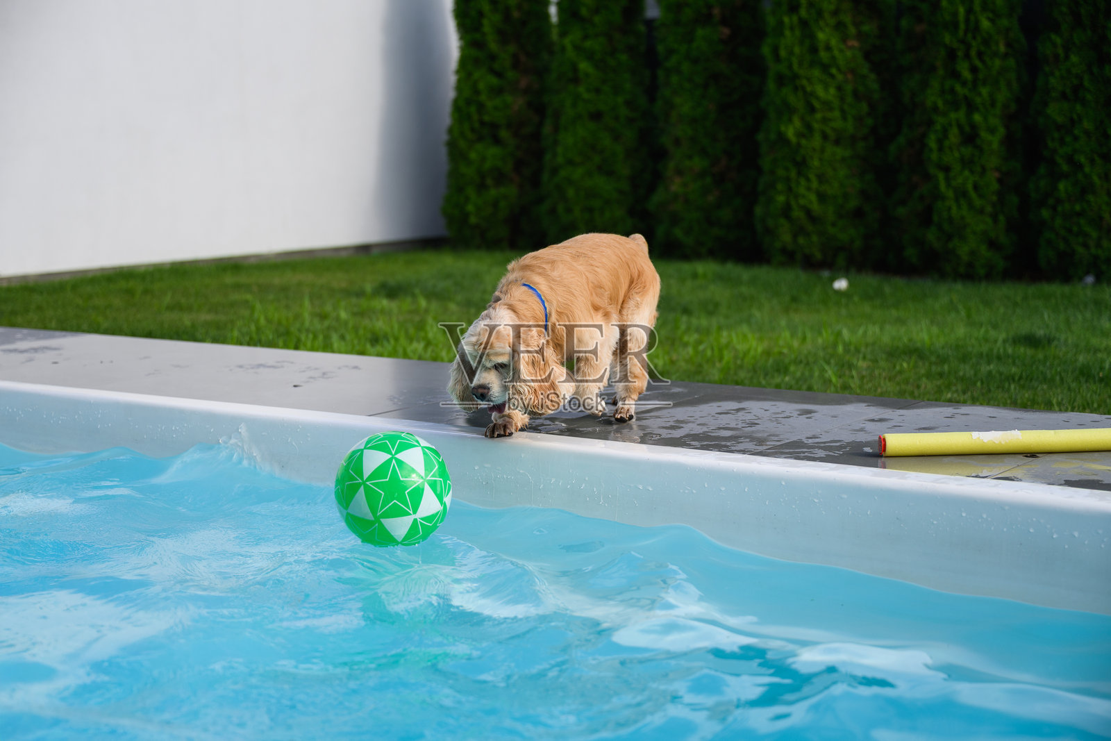 金色可卡犬在游泳池里看着球。照片摄影图片