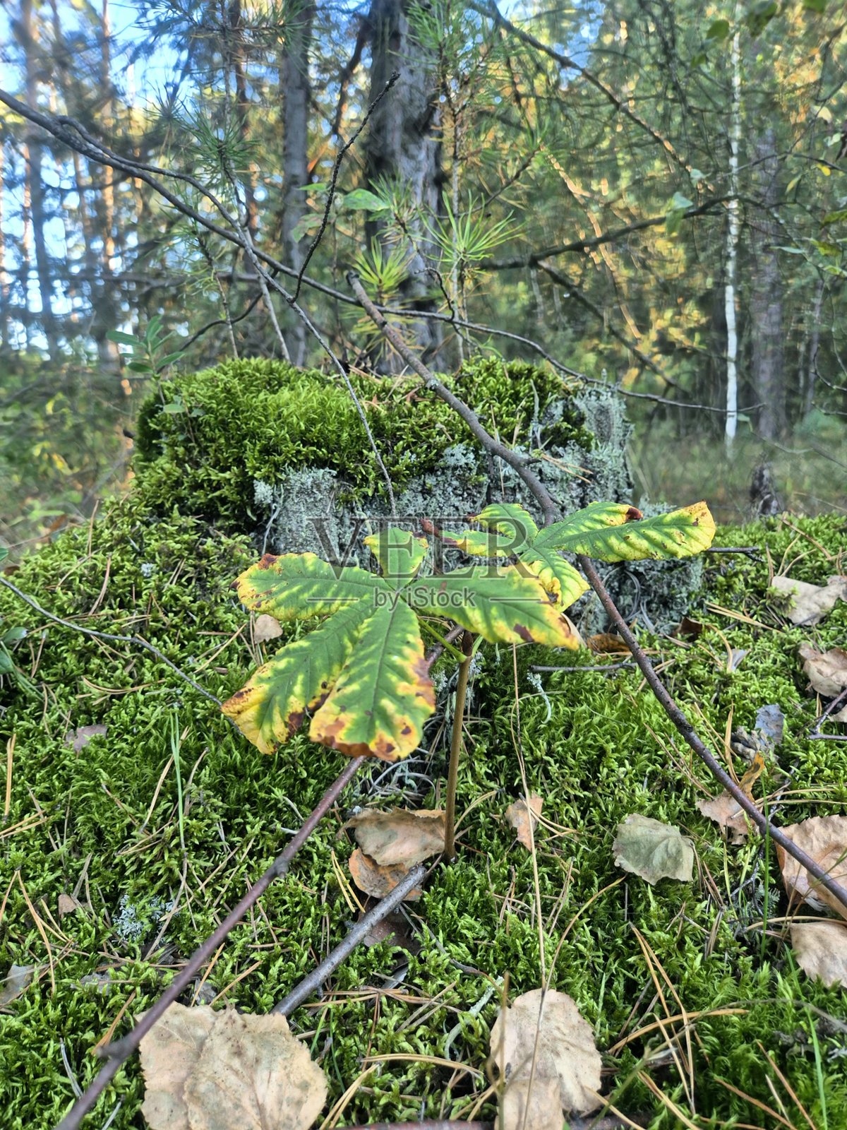 秋季森林中覆盖苔藓的树桩照片摄影图片
