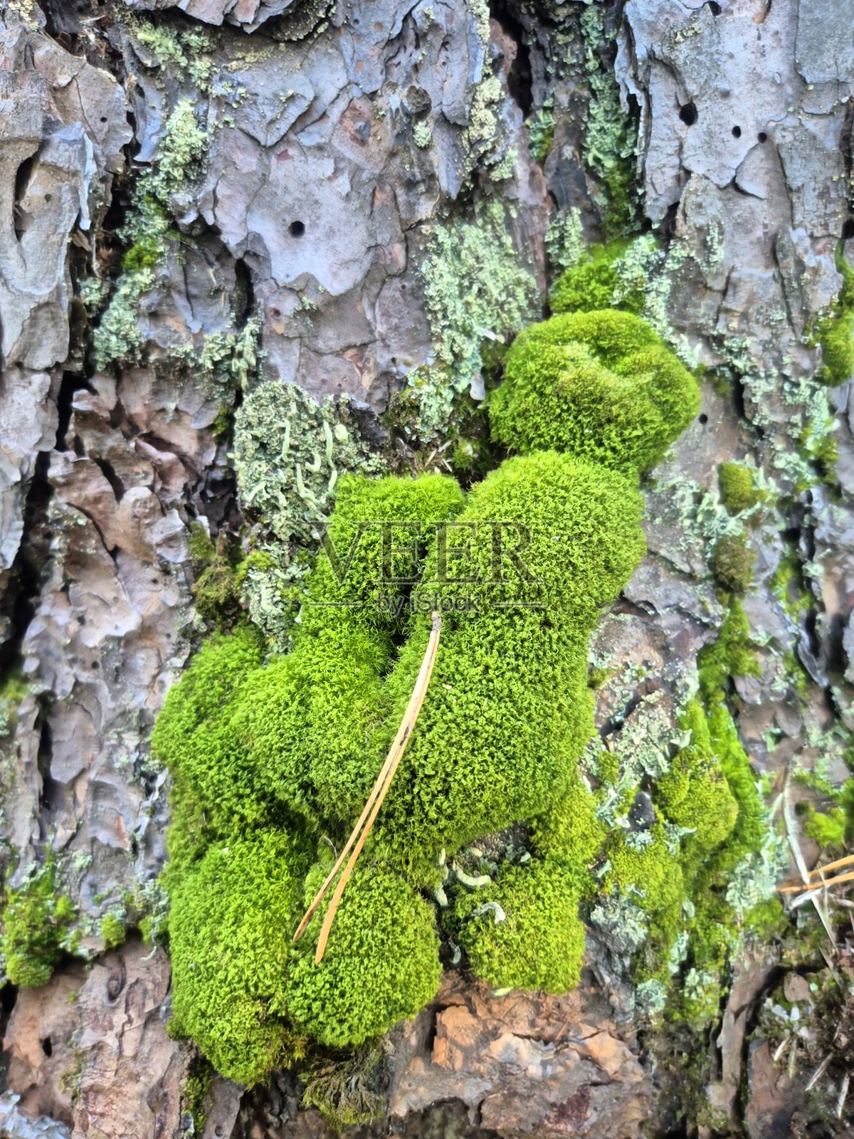 松树树皮上的苔藓照片摄影图片