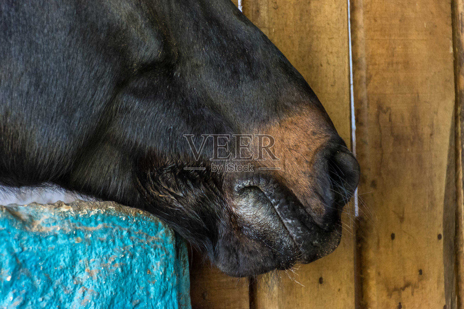 马照片摄影图片