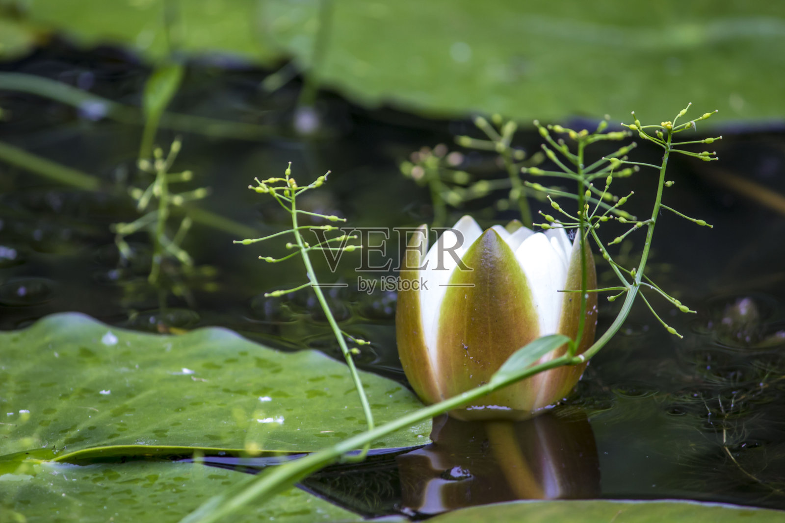 美丽的白色花朵在水面上生长，背景模糊且带有散景效果。留有文字空间。色彩丰富的花卉摄影。特写。美丽的屏幕保护程序。睡莲；白色睡莲；Nymphaea alba。照片摄影图片