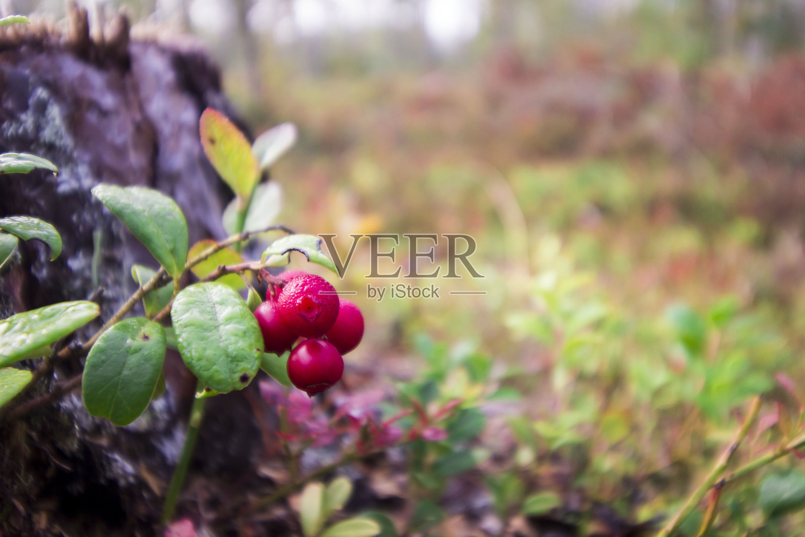 越橘在秋季森林的背景下。屏幕保护程序。色彩丰富的野生动物微距摄影。屏幕保护程序。留白空间。散景。斯堪的纳维亚。越橘。红色浆果。药用浆果。照片摄影图片
