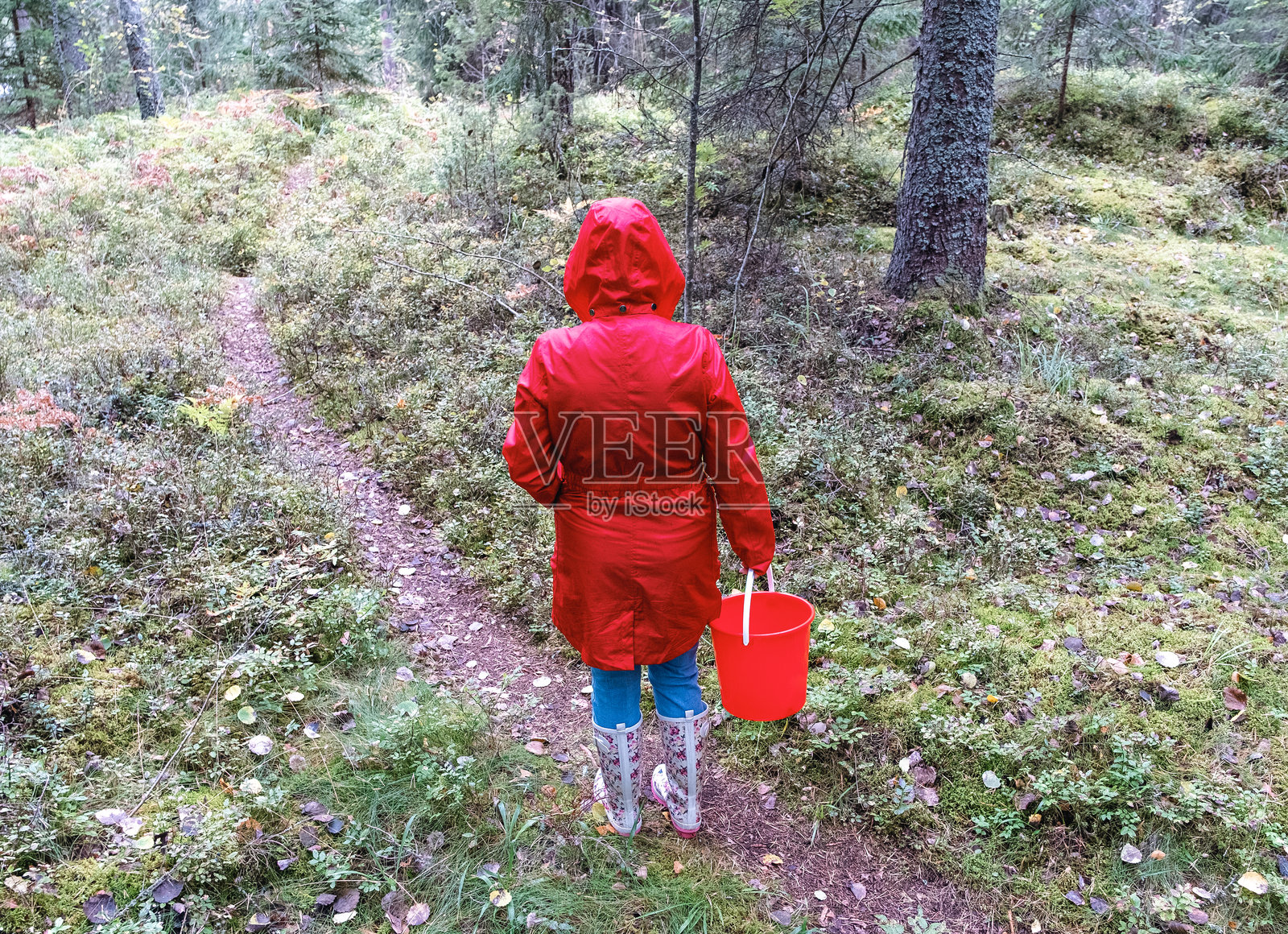 一位穿着红色斗篷的女人在松树林中的小径上行走。照片摄影图片
