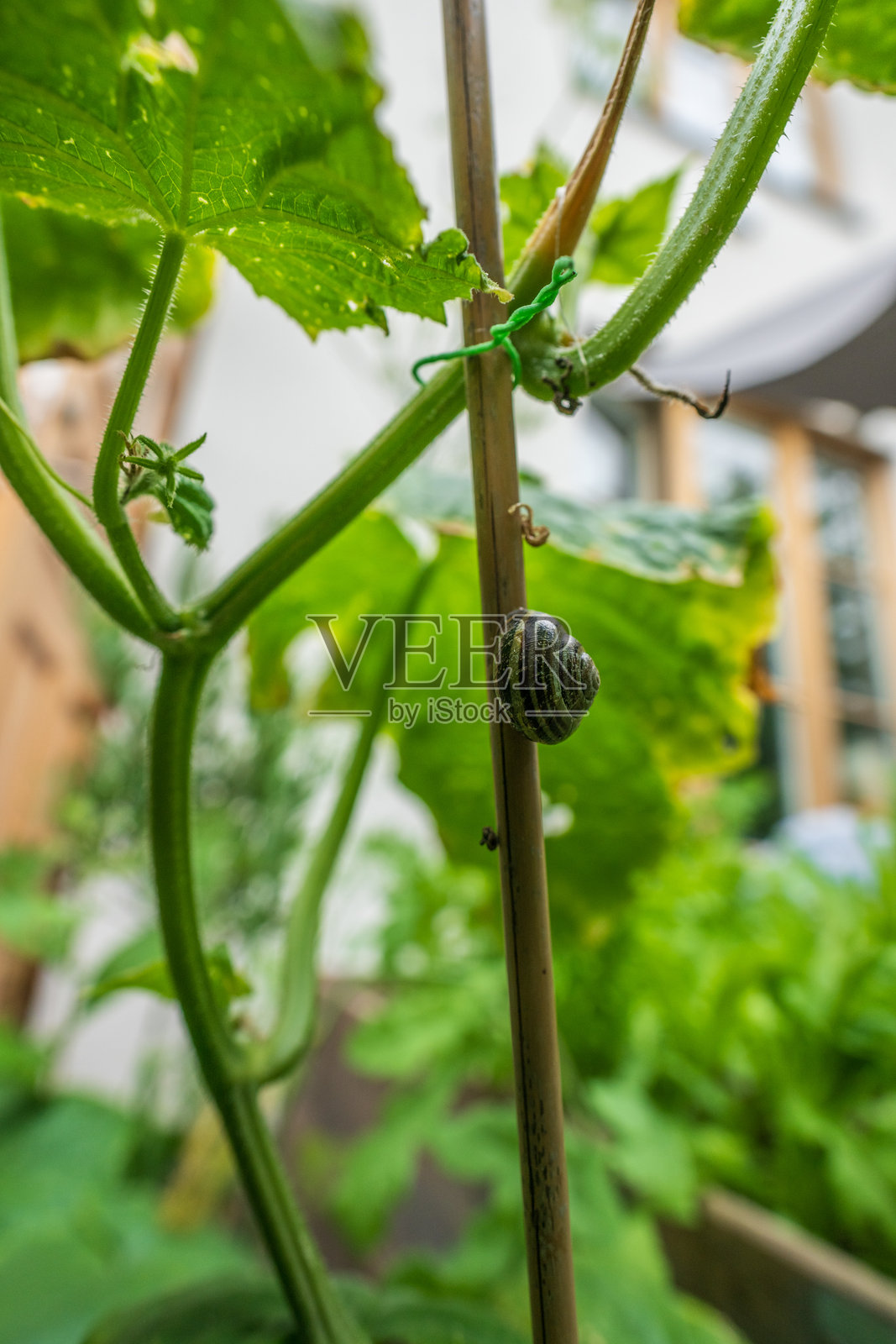 特写蜗牛在花园植物茎上爬行。照片摄影图片
