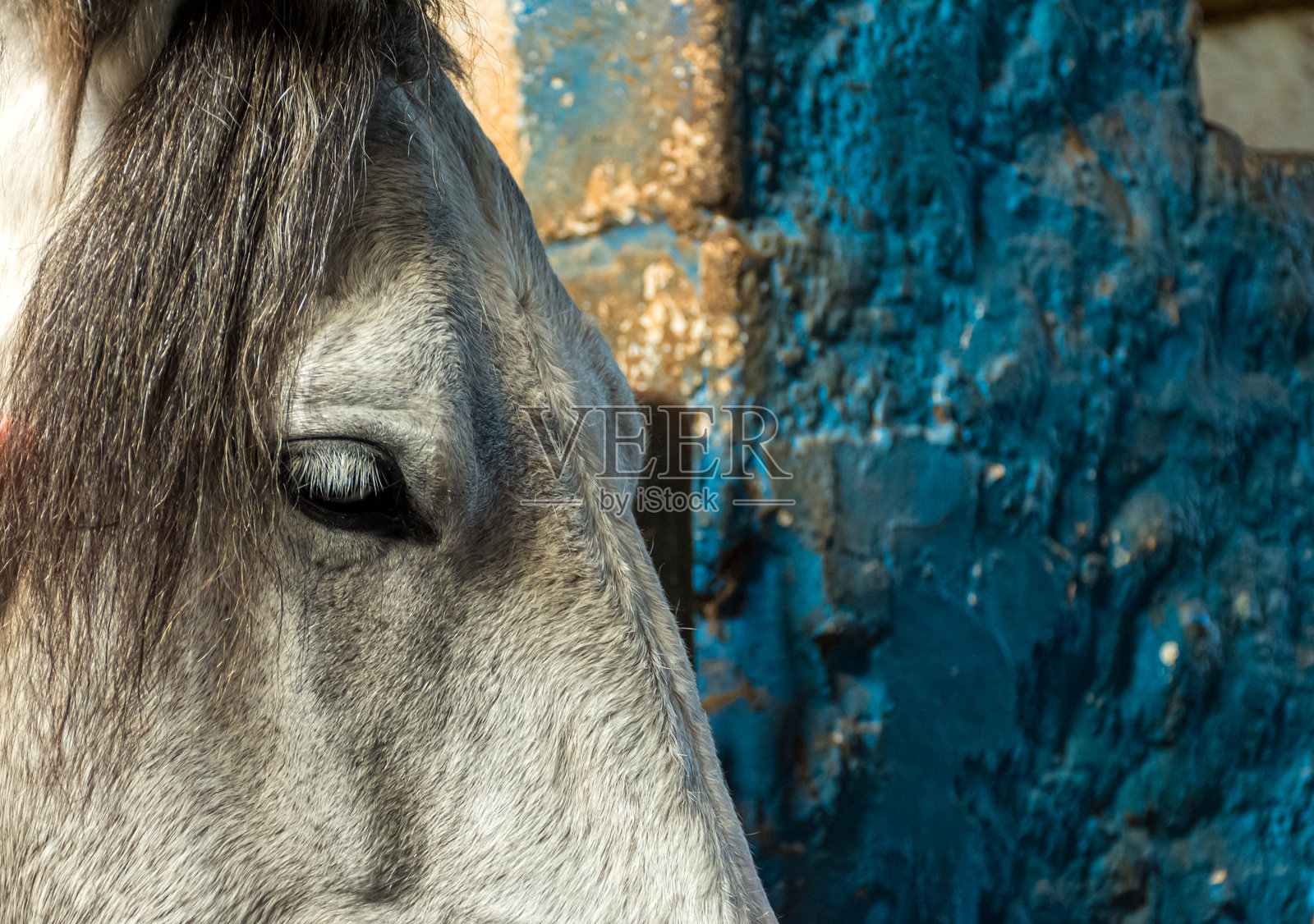 马照片摄影图片