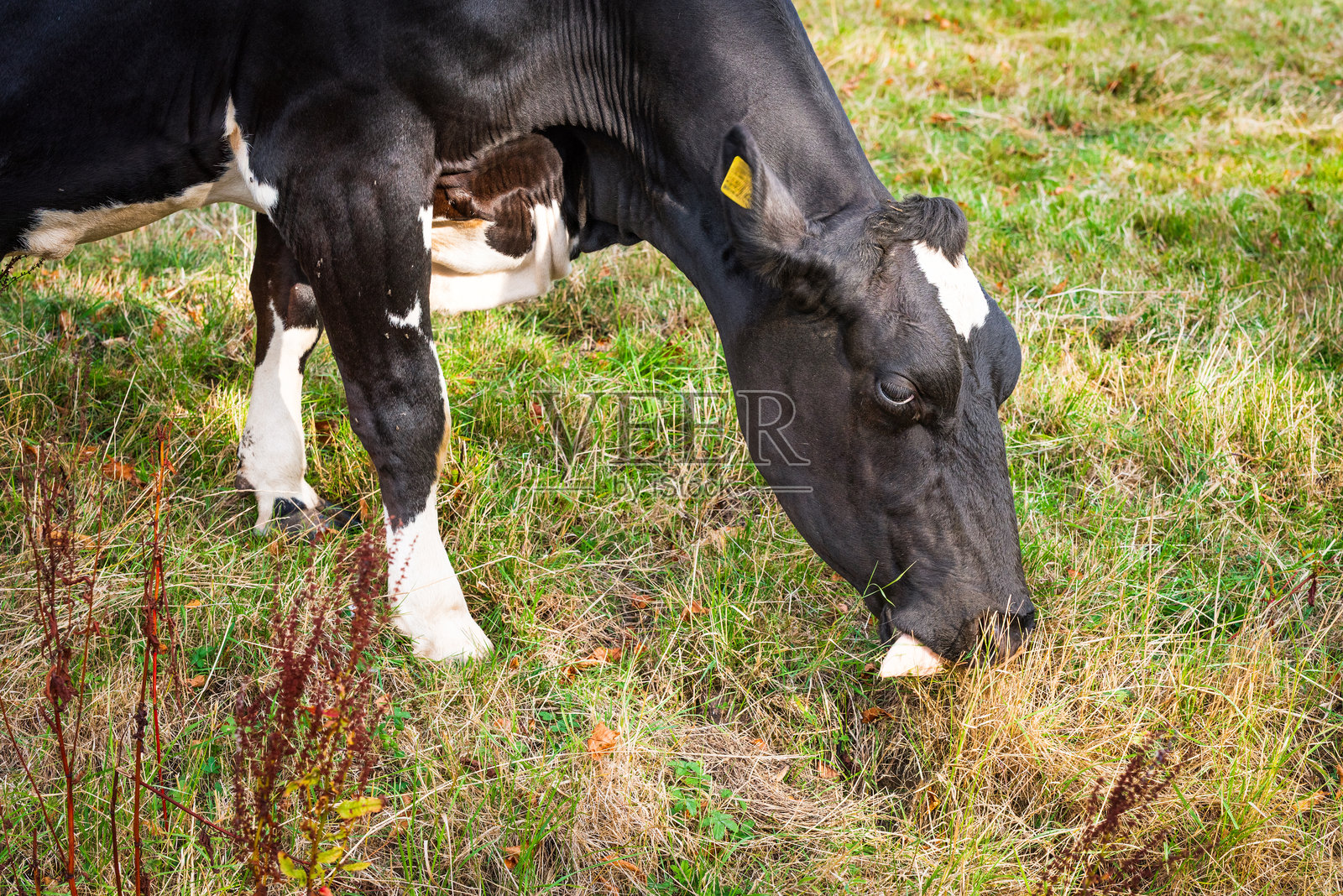 奶牛照片摄影图片