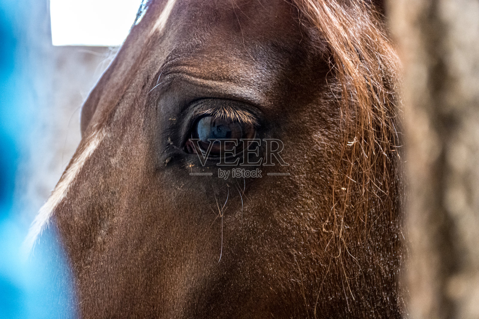 马照片摄影图片