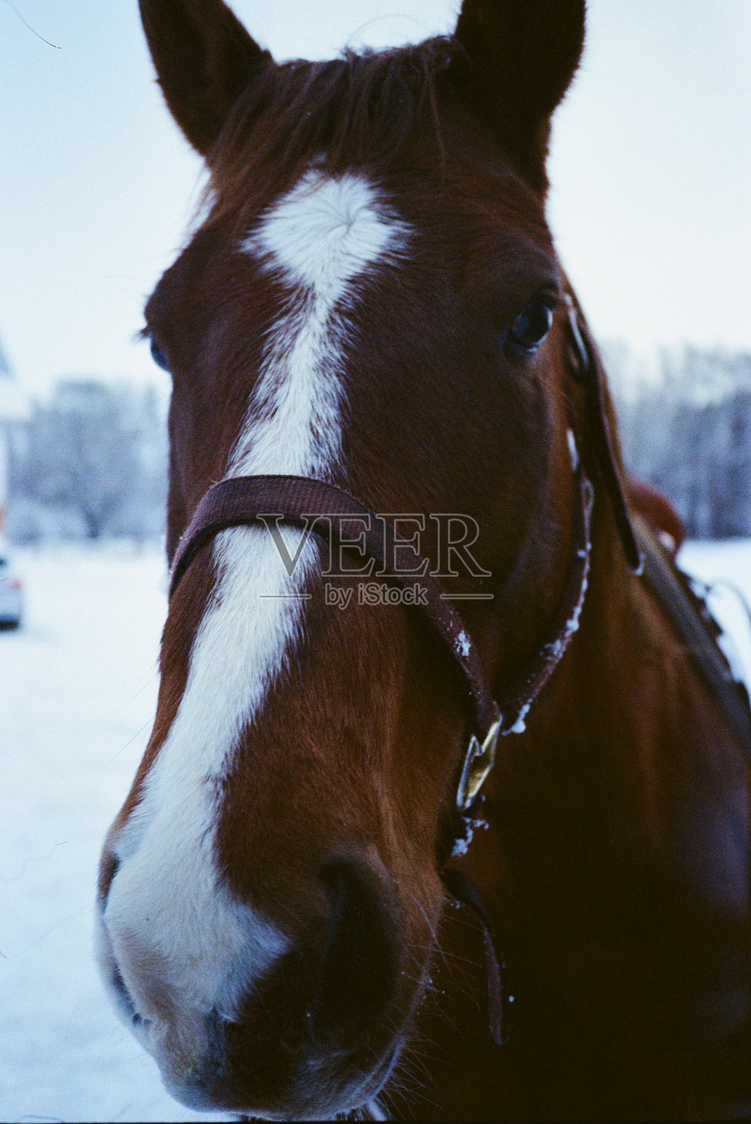 马照片摄影图片