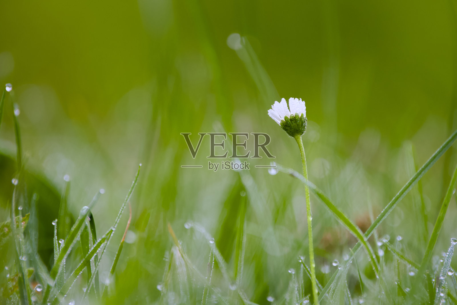 清晨的洋甘菊花特写照片摄影图片