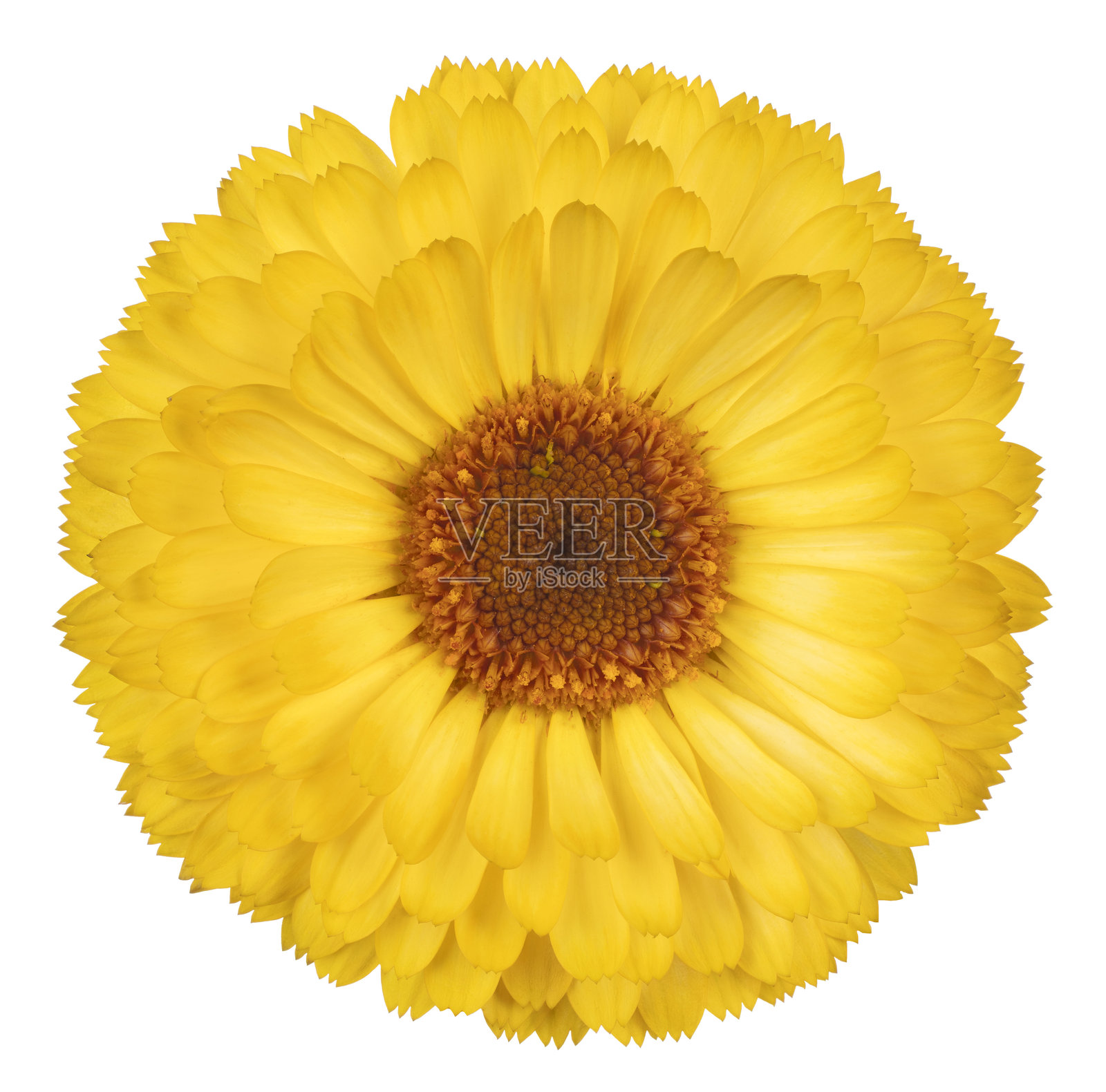 孤立的万寿菊花照片摄影图片