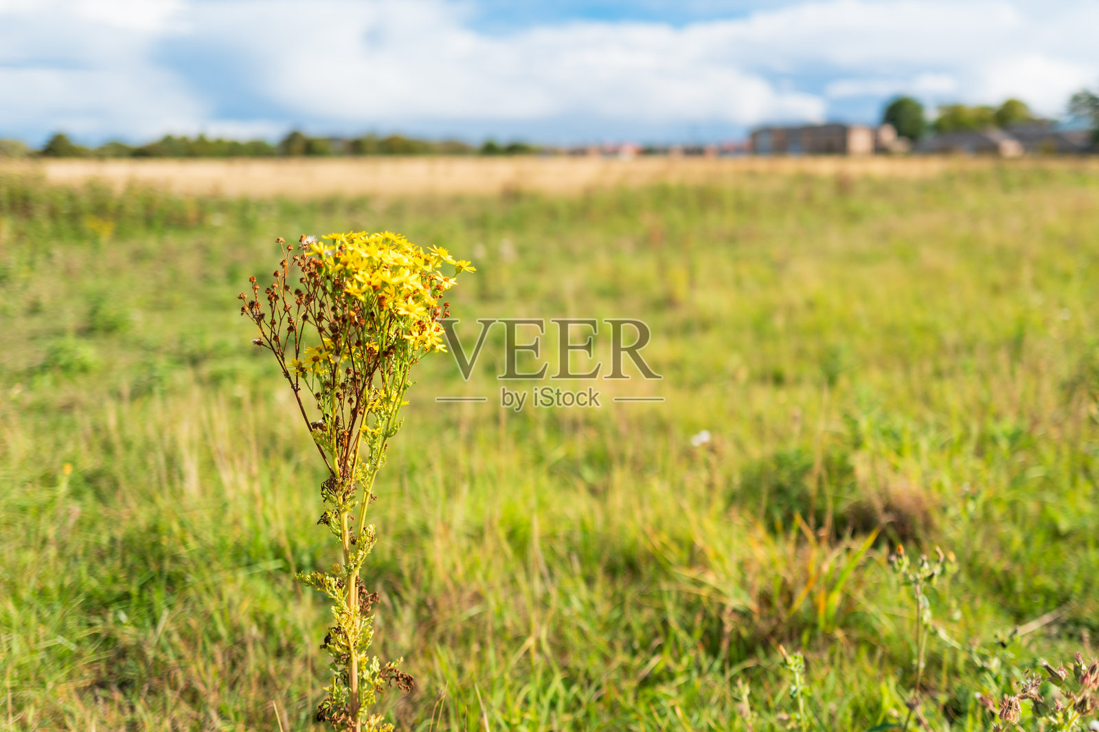 孤独生长在乡村草地上的单一牛蒡植物。照片摄影图片