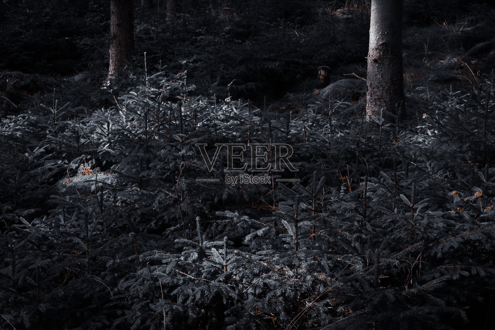 森林中小云杉上的光与影照片摄影图片