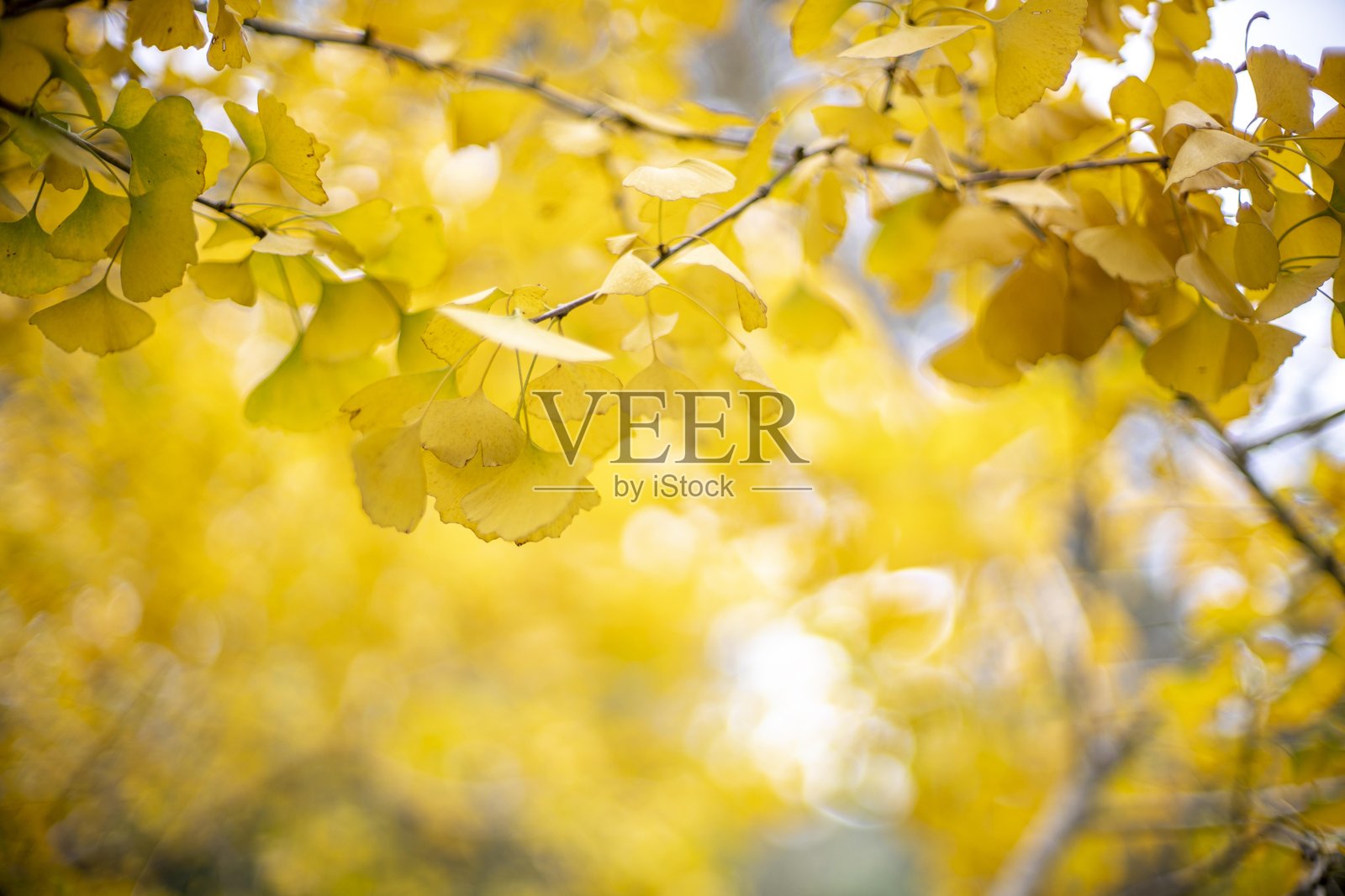 枫叶照片摄影图片