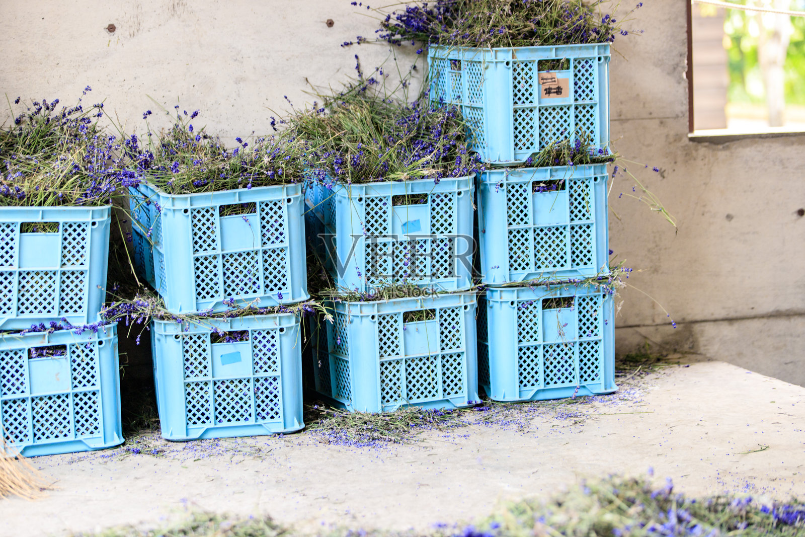 收获的薰衣草花装在蓝色箱子里照片摄影图片