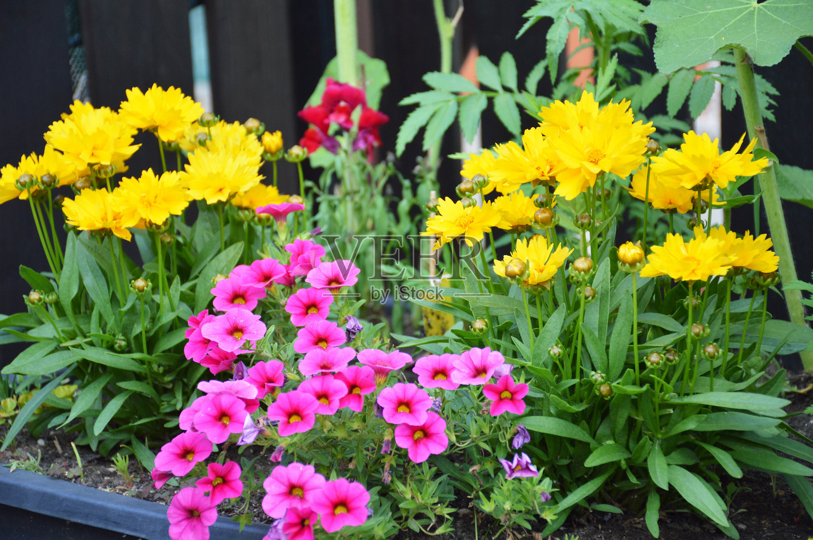 五彩缤纷的花朵在花盆中盛开照片摄影图片