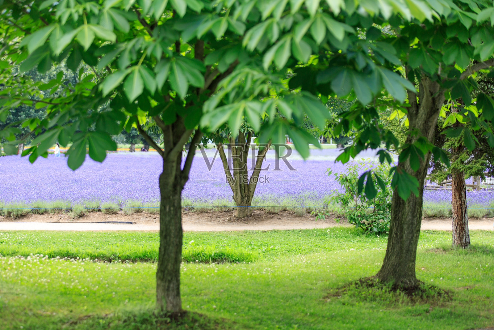 日本北海道树木后的薰衣草田照片摄影图片