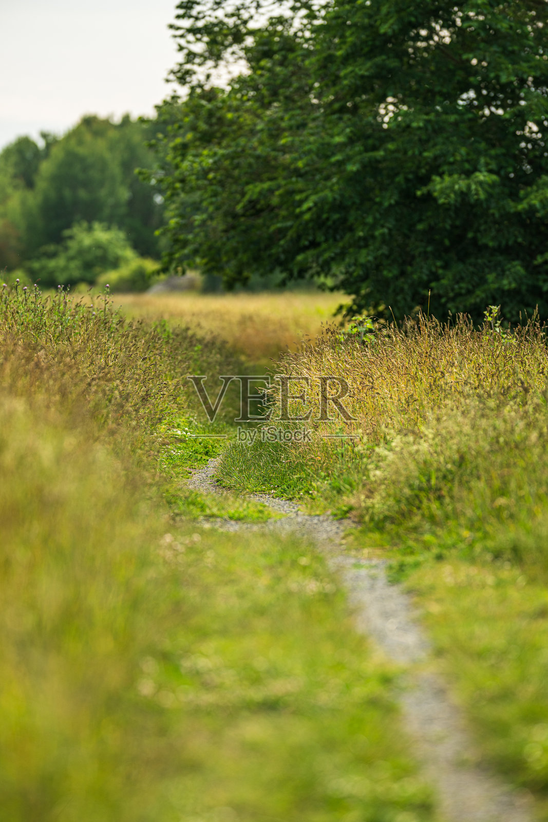狭窄蜿蜒的小路穿过夏季的草地。照片摄影图片