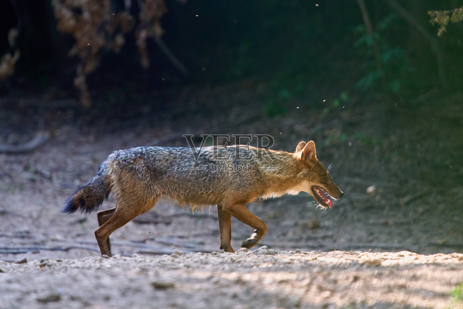 金色豺狼在森林中奔跑照片摄影图片