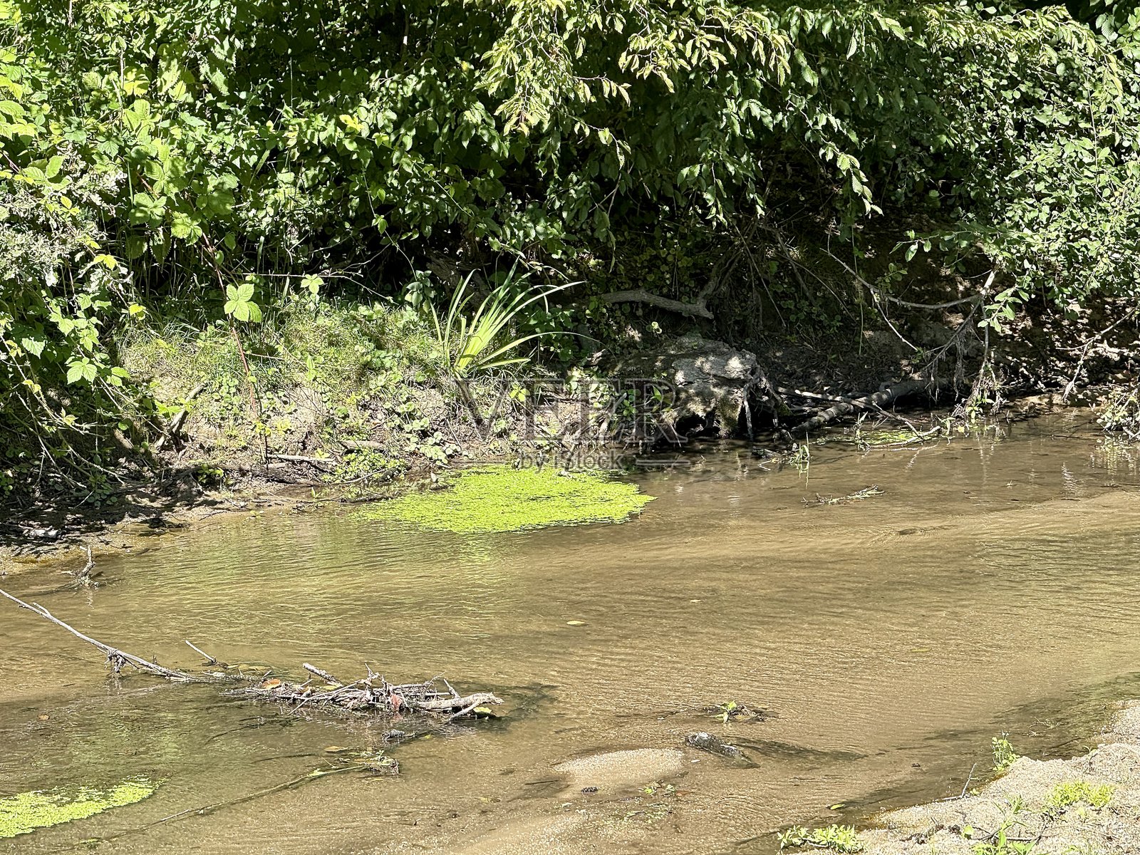 溪流与森林照片摄影图片