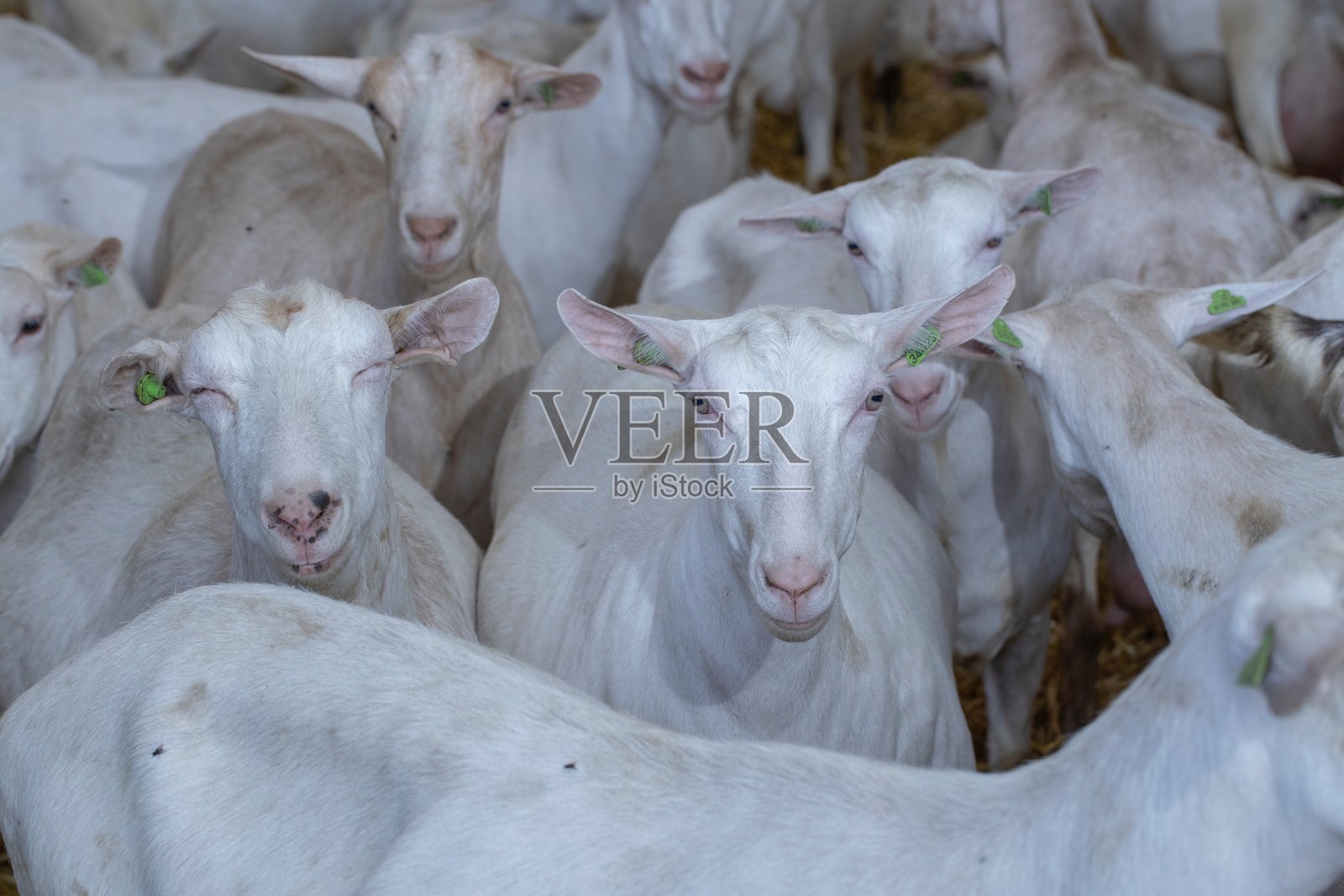荷兰的山羊奶农场照片摄影图片