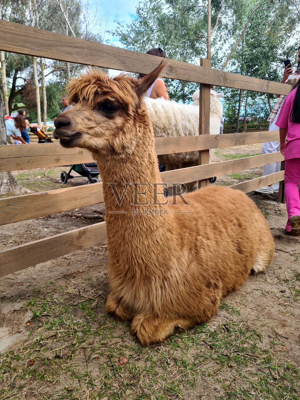 接触公园的羊驼围栏内照片摄影图片