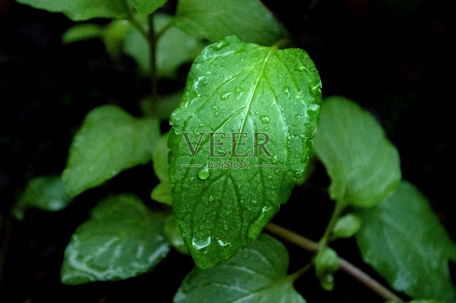 叶子上的水滴照片摄影图片