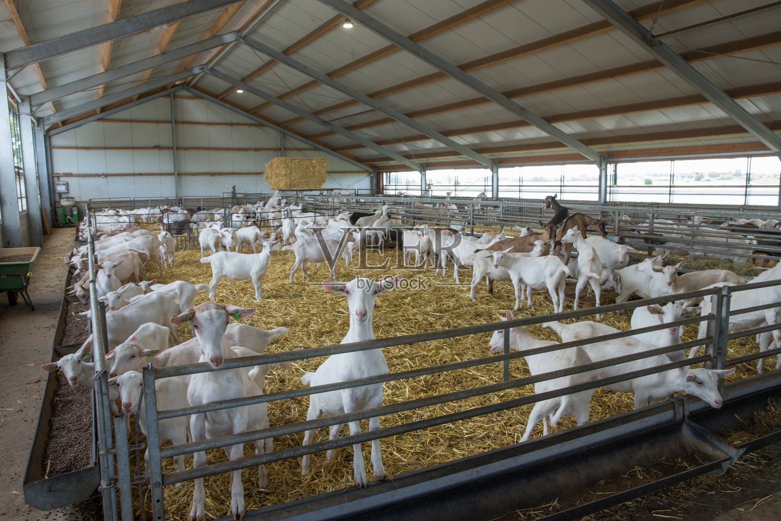 荷兰的山羊奶农场。照片摄影图片