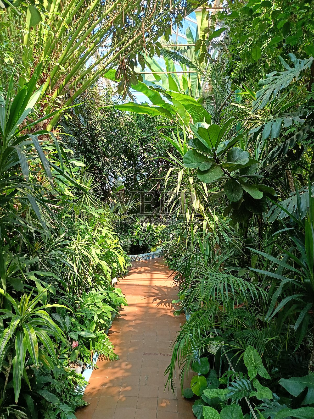 温室中的各种热带植物照片摄影图片