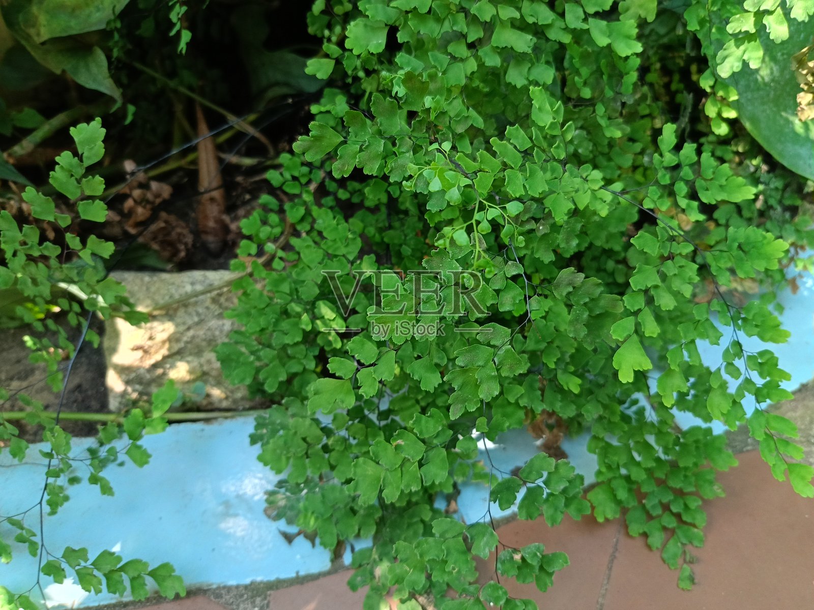 温室中的各种热带植物照片摄影图片