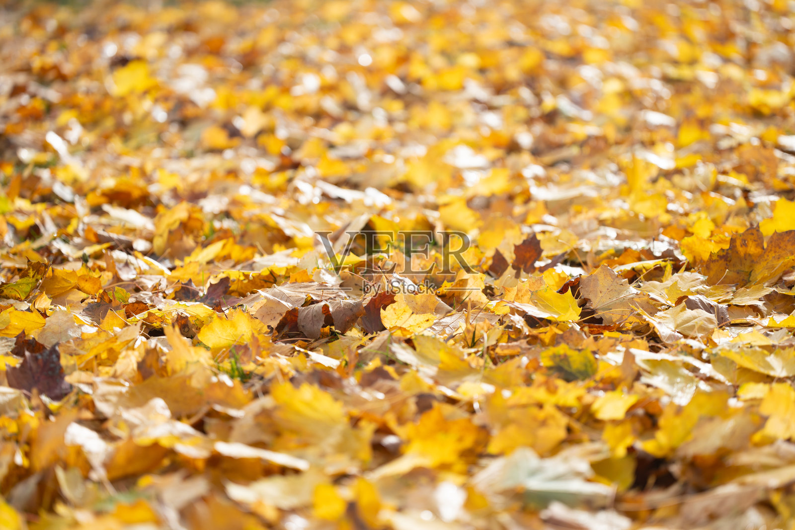 五彩斑斓的秋叶散落在地面上，形成了一幅生动的自然地毯，展示了季节变化的美丽和自然色彩的过渡。照片摄影图片