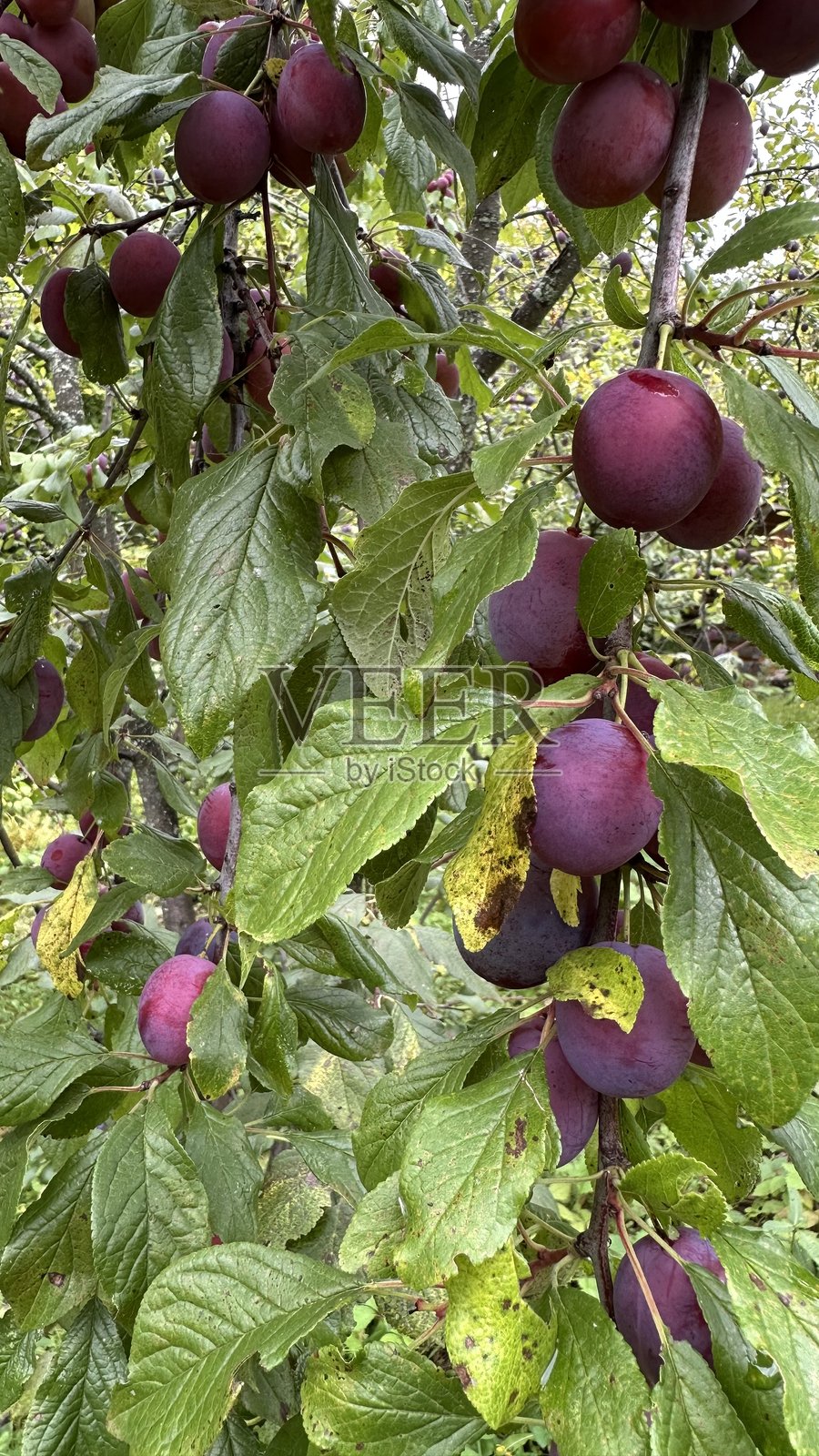 花园里果树枝上的成熟李子。收获季节用来制作果汁和果酱。照片摄影图片