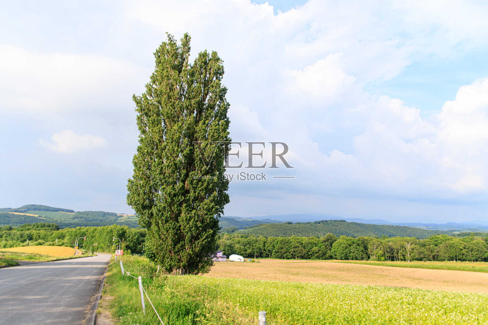 北海道美瑛乡村道路旁的孤独白杨树，肯与玛丽照片摄影图片