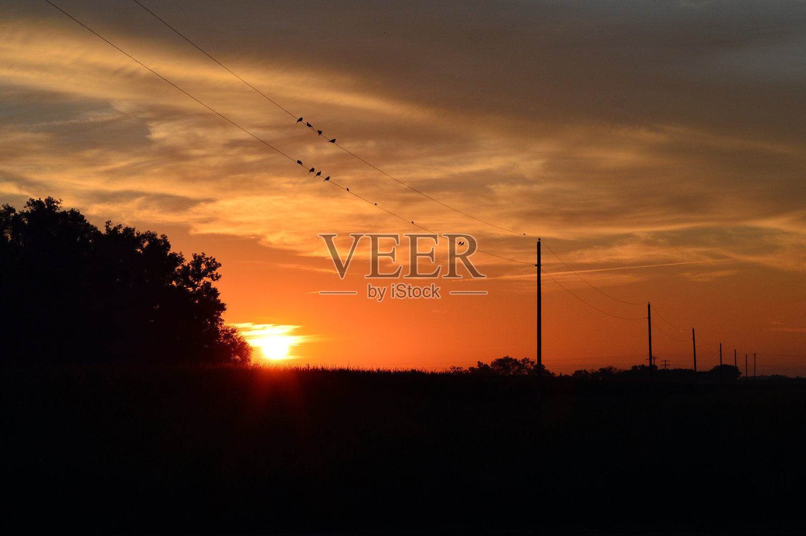 日出时分的哀鸣鸽栖息在电线上照片摄影图片