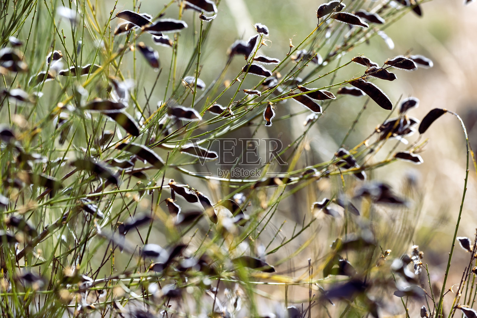 夏季的黑色皮尔诺豆荚照片摄影图片